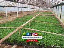 Rasaduri de rosii/tomate ardei vinete castraveti salata 2026