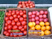 Rasaduri de rosii/tomate ardei vinete castraveti salata 2026 