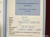 Cățelușa Cleo Yorkshire