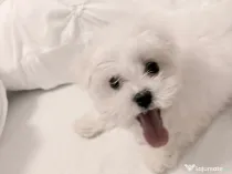 Bichon maltez alb 2 luni femela