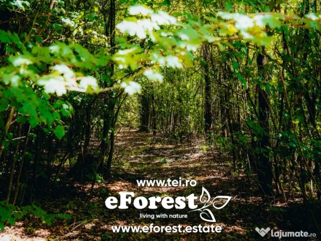 EForest, loturi teren de casă între 2 păduri, cu intrare din DN, 760mp