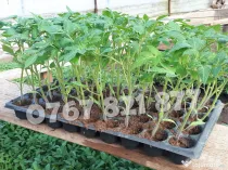 Rasaduri Legume Rasad Rosii Inima de bou Prekos Rila Ardei Vinete etc