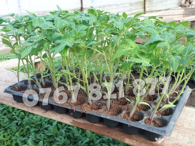Rasaduri Legume Rasad Rosii Inima de bou Prekos Rila Ardei Vinete etc