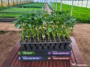 Rasaduri Legume Rasad Rosii Inima de bou Prekos Rila Ardei Vinete etc 