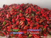 Rasaduri Legume Rasad Rosii Inima de bou Prekos Rila Ardei Vinete etc 