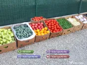 Rasaduri Legume Rasad Rosii Inima de bou Prekos Rila Ardei Vinete etc 