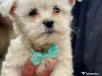 Cățeluși drăguți și iubitori