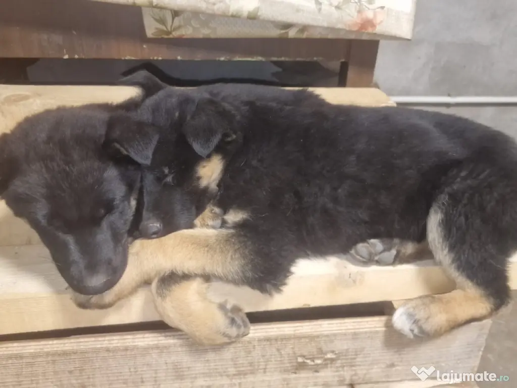 Pui ciobănesc german