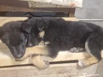 Pui ciobănesc german