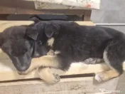 Pui ciobănesc german 