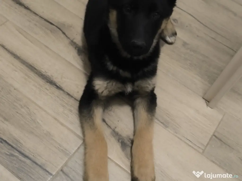 Pui ciobănesc german