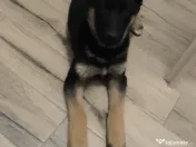 Pui ciobănesc german 