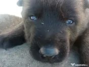 Catei Belgian Malinois 