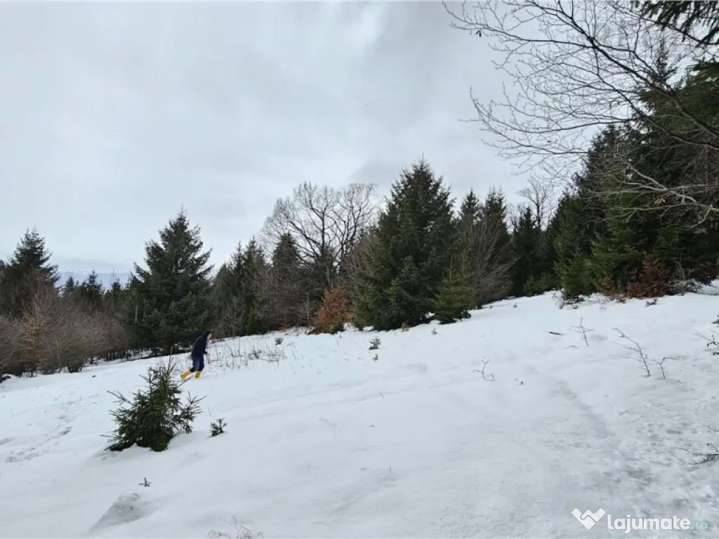 Teren superb extravilan in apropiere de Poiana Brasov
