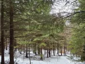 Teren superb extravilan in apropiere de Poiana Brasov 