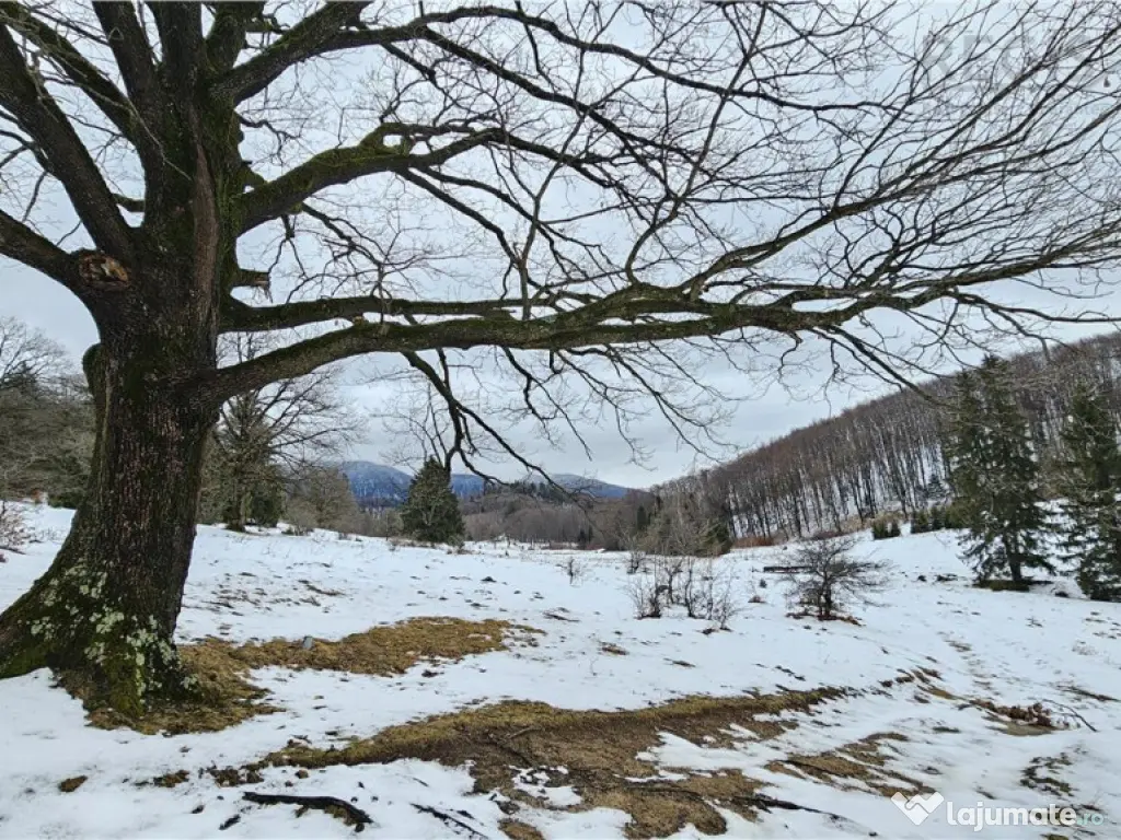 Teren superb extravilan in apropiere de Poiana Brasov