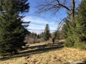 Teren superb extravilan in apropiere de Poiana Brasov 