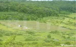 Afacere la Cheie: Plantație Afine – 1.93 Ha – Profit Ga