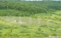 Afacere la Cheie: Plantație Afine BIO – 1.93 Ha – Profi