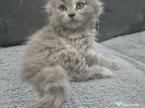 Pufoseniile british si un scottish își cauta o noua casa