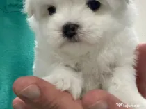 Pui Bichon Maltez – Femelă, 2 luni, microcipată și vaccinată