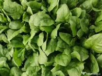 Spanac din cultura proprie