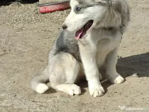 Vând husky siberian