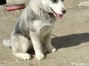 Vând husky siberian 