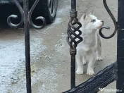 Vând husky siberian 