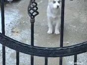 Vând husky siberian 