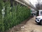 Leylandii chiparos pe tru gard viu 