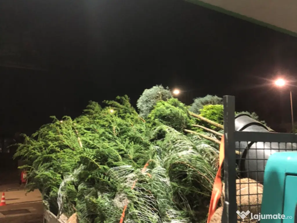 Leylandii chiparos pe tru gard viu