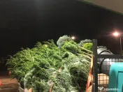 Leylandii chiparos pe tru gard viu 