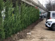 Leylandii chiparos pe tru gard viu 