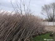 Leylandii chiparos pe tru gard viu 