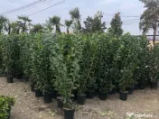 Leylandii chiparos pe tru gard viu 