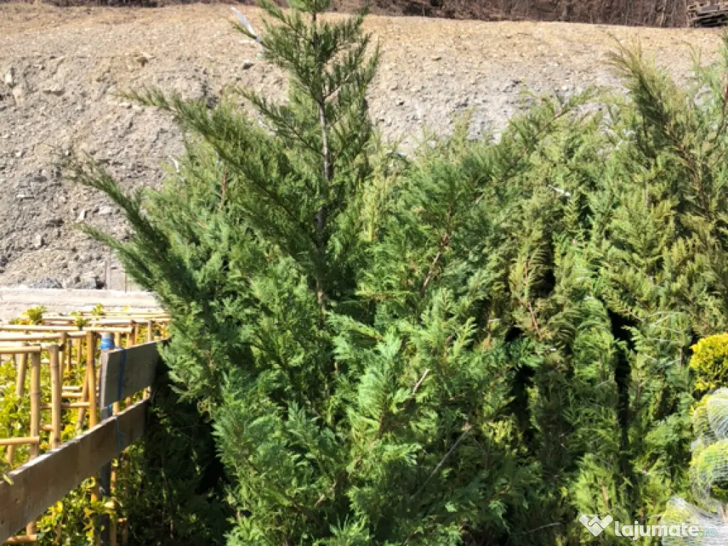 Leylandii chiparos pe tru gard viu