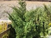 Leylandii chiparos pe tru gard viu 