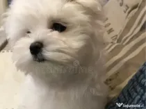 Bichon maltez alb 2 luni