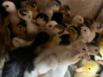 Boboci de rață românească și polară