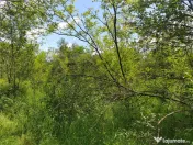 Teren extravilan Episcopia Bihorului 