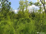 Teren extravilan Episcopia Bihorului 