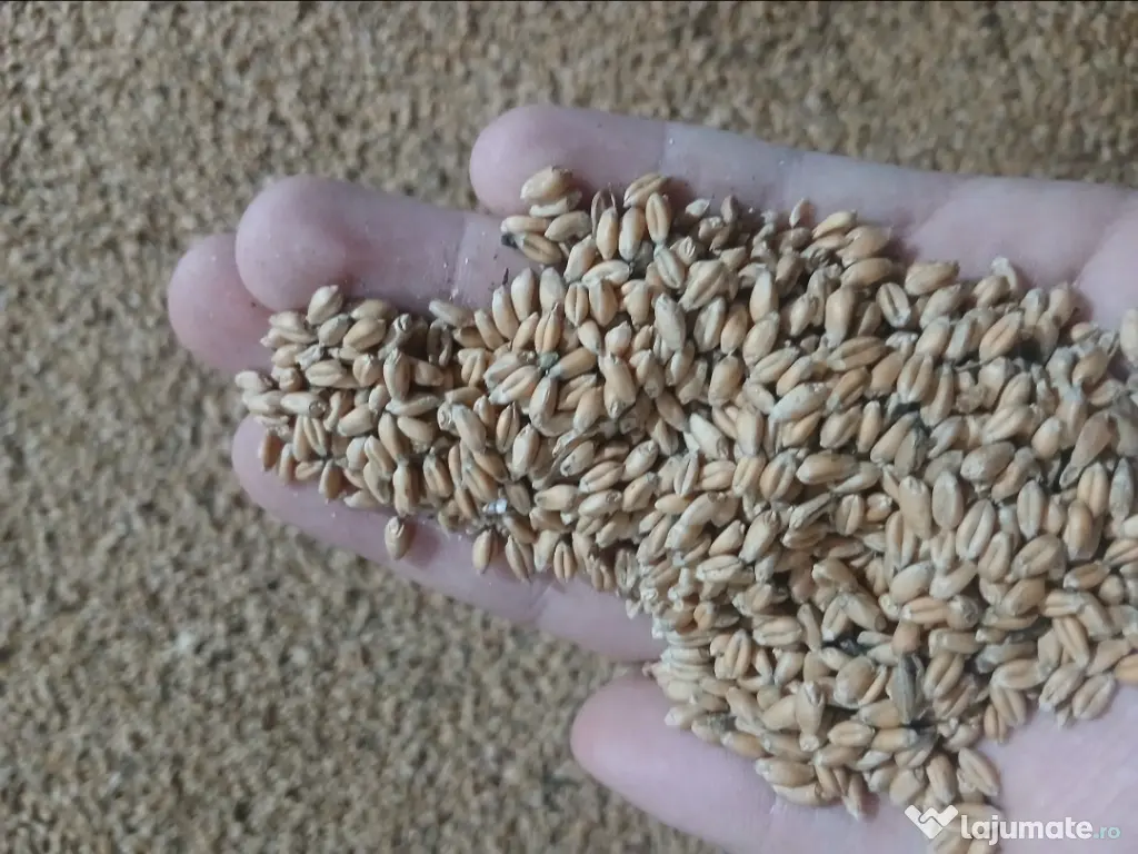 Vand grau de samanta productie 2025