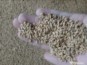 Vand grau de samanta productie 2025