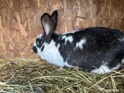 Iepurita hycole francez 