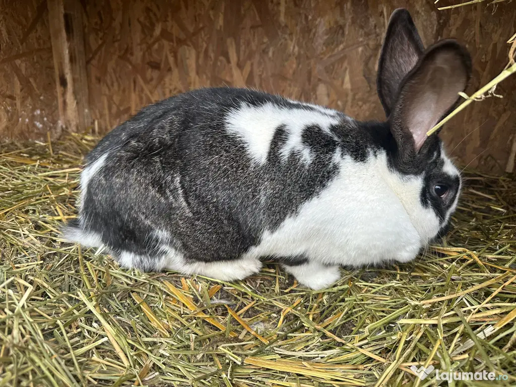 Iepurita hycole francez