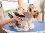 Tund cătei în București și Ilfov Frizerie Canina Tuns Caine
