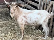 Țap rasă Kiko