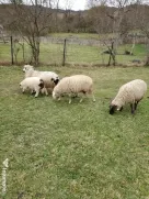 Vánd oi cu miei dupa ele