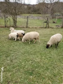 Vánd oi cu miei dupa ele